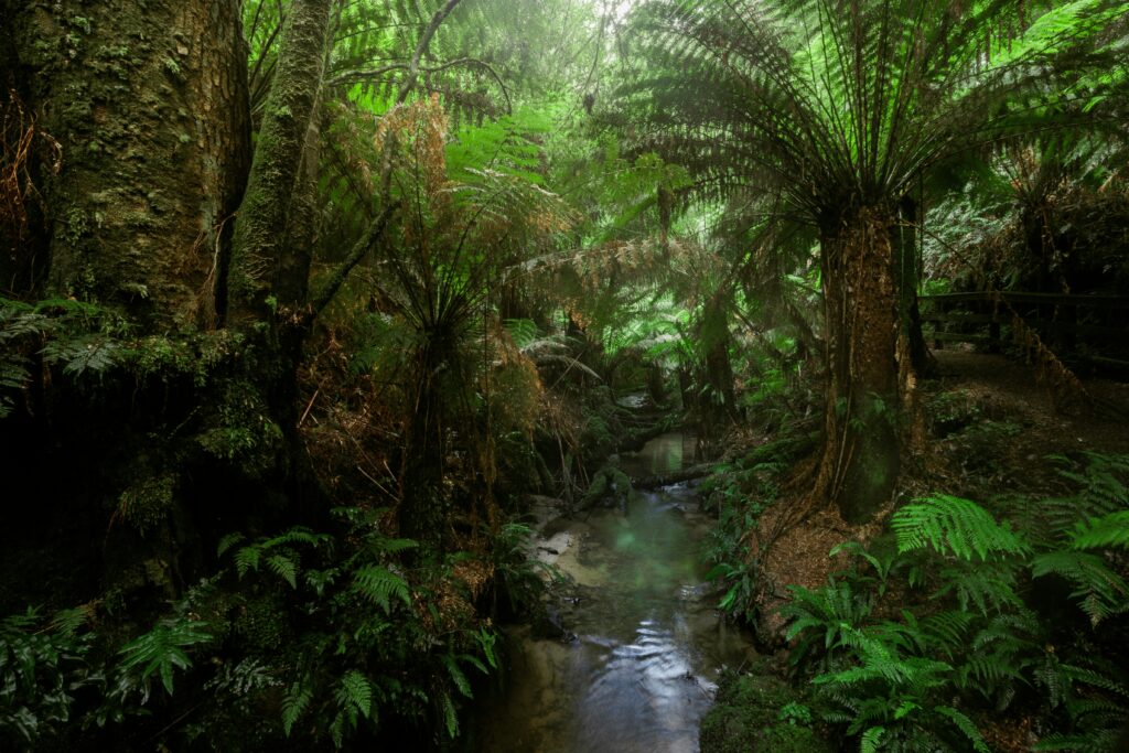 UN biodiversity restoration 2030